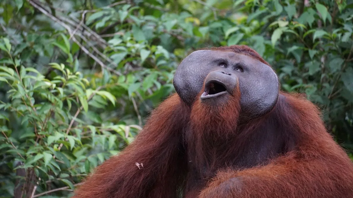 DIAMIR Indonesien Foto Diamir DIAMIR Indonesien Orang Utan Foto Diamir