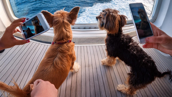 Kreuzfahrt Hunde