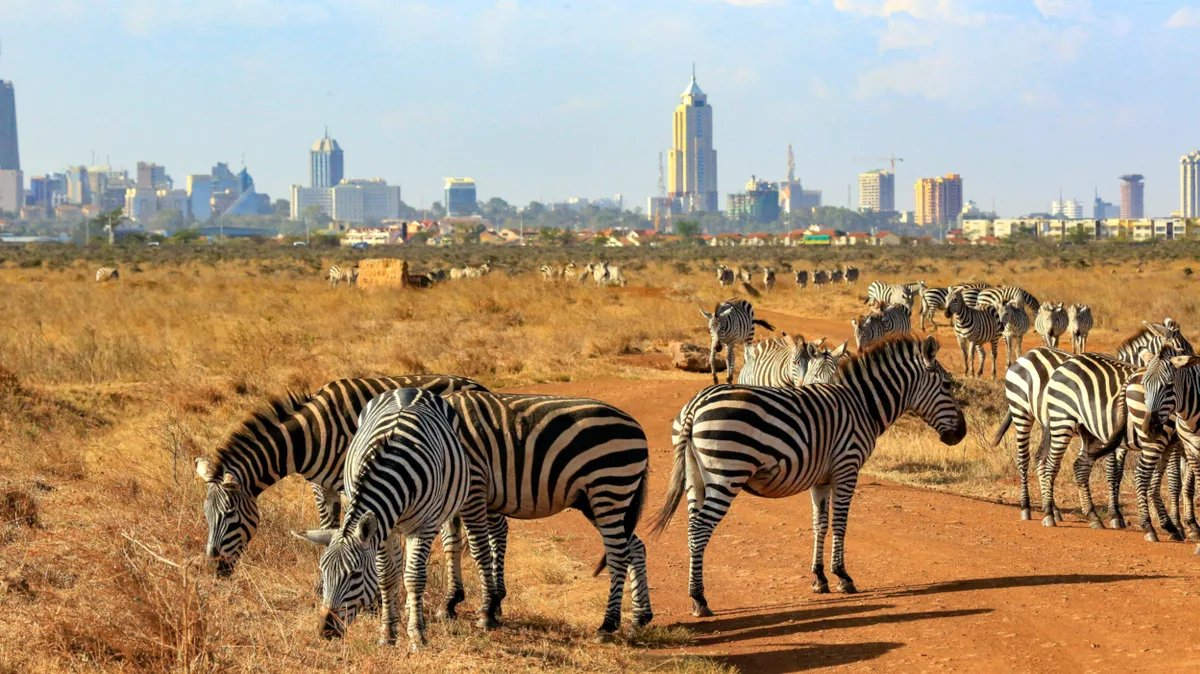 955c720d5767-Kenia-Nairobi-Nationalpark-Zebras-iStock-chingting-huang Kenia Nairobi Nationalpark Zebras iStock chingting huang.jpg