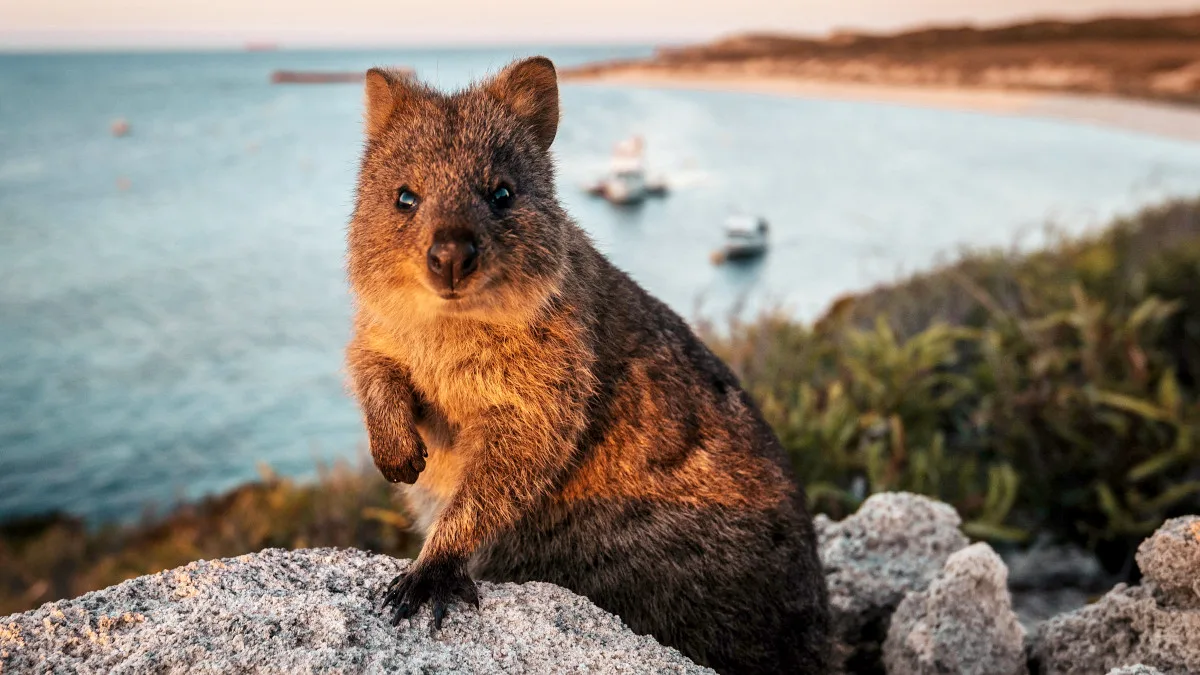 0e418fc2b5ce-116690-56-Quokka-on-Rottnest-Island 116690-56 Quokka on Rottnest Island.jpg