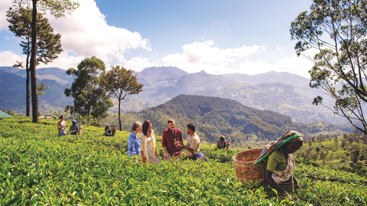 Sri Lanka Teeplantage