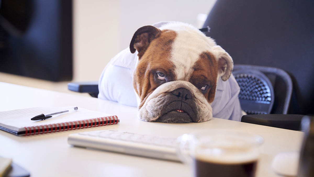 Bulldogge