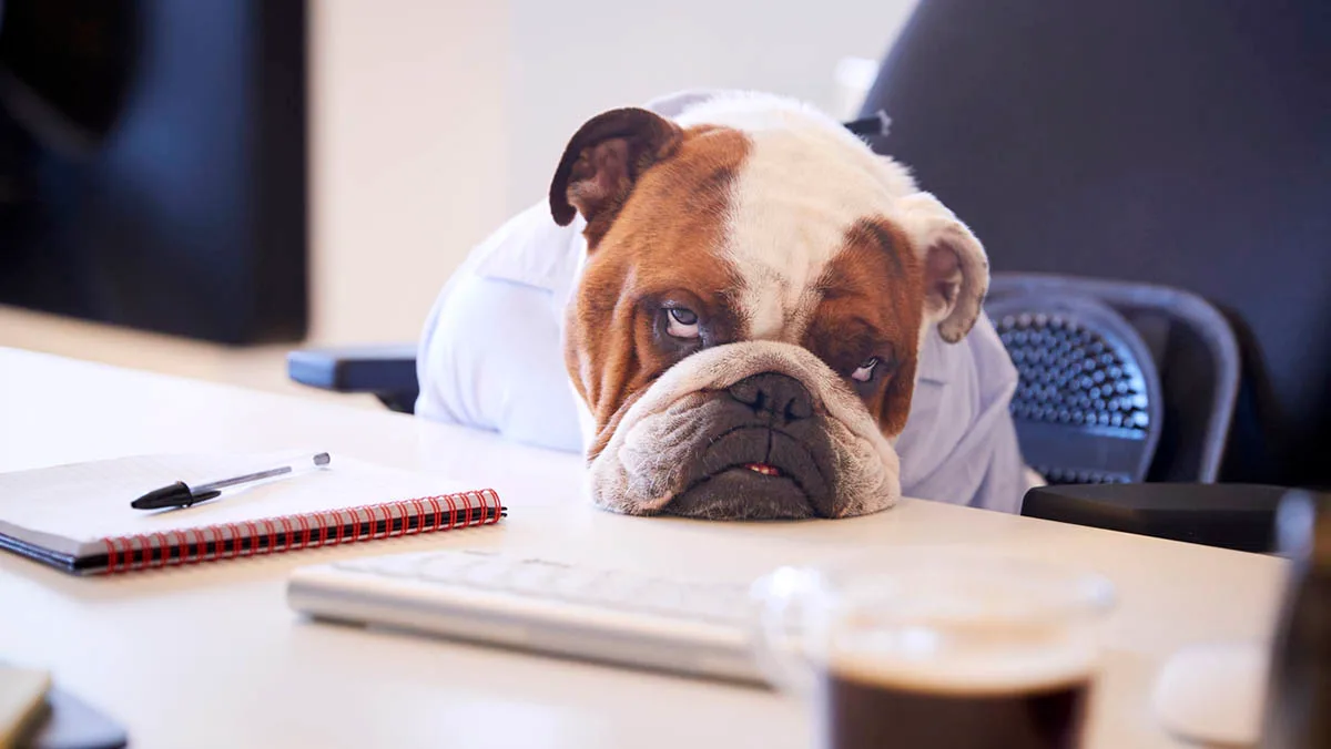 1bc441b7fadd-Bulldogge-traurig-iStock-monkeybusinessimages-962466980 Bulldogge