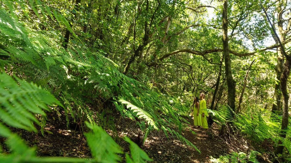 60375c3e816f-DE_ANAGA_LAURISILVA_HORIZONTAL_1 Nature Grün Teneriffa Nachhaltigkeit DE_ANAGA_LAURISILVA