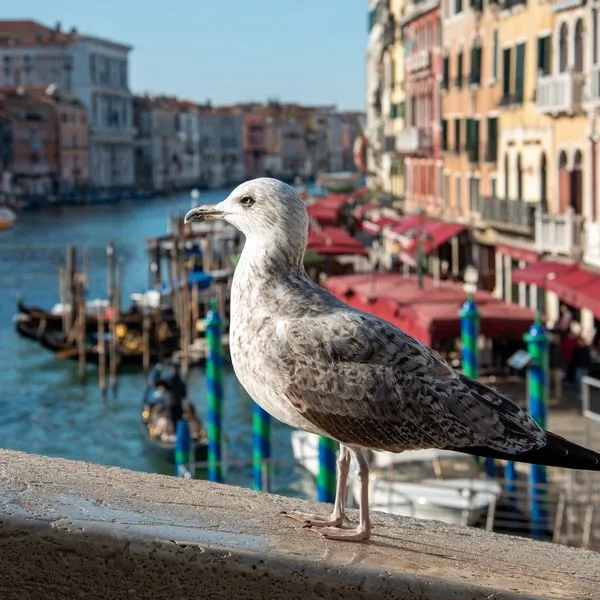 Italien Venedig Moewen Symbol quadrat Foto iStock ImagoDens Italien Venedig Moewen Symbol quadrat Foto iStock ImagoDens