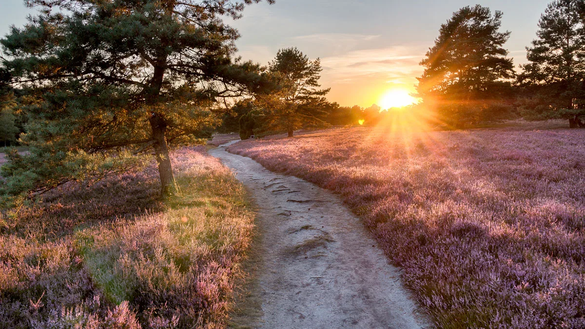 7f8793d604cc-Deutschland-Lueneburger-Heide-iStock-Thor767-694412842 Lüneburger Heide