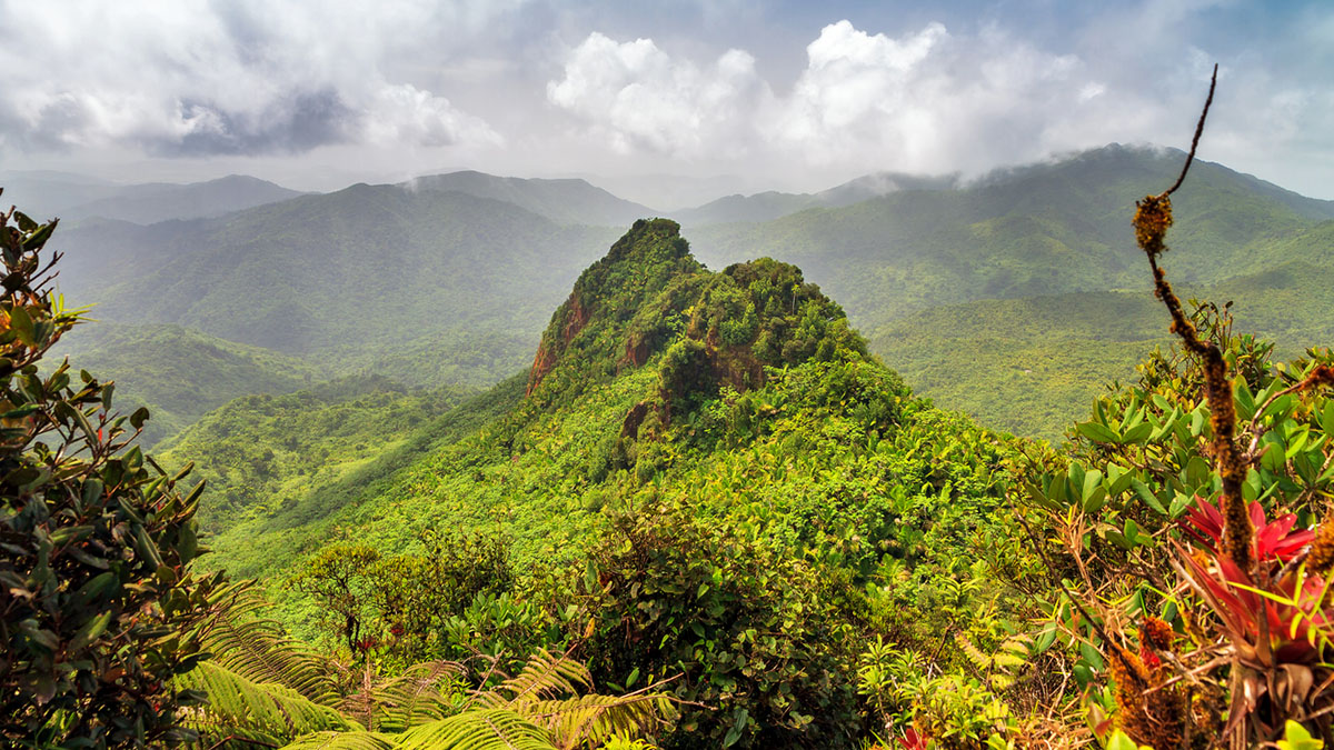 Puerto Rico El Yunque National Forest