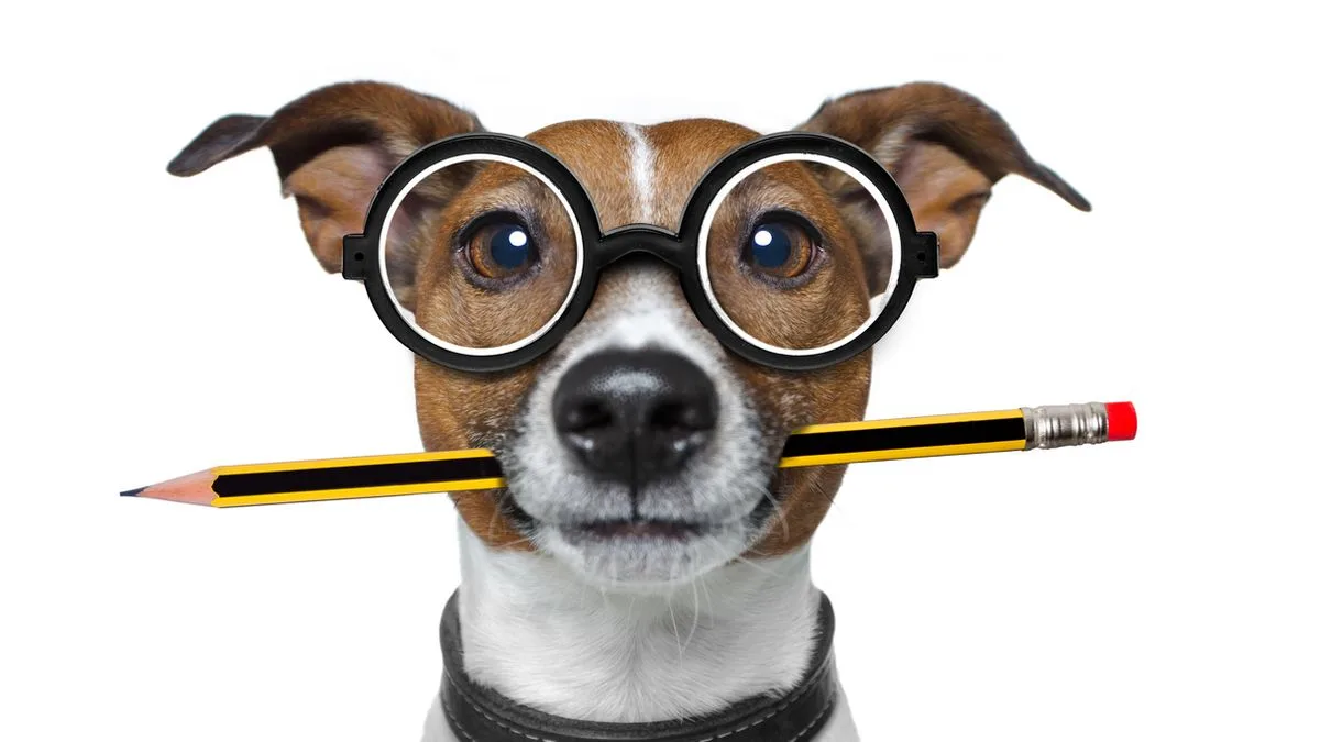 8587622475ce-Hund-Buerohund-Foto-iStock-damedeeso Hund Bürohund Foto iStock damedeeso