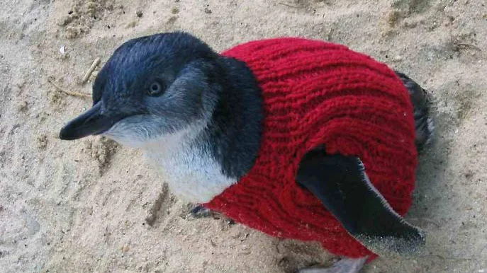 Australien Victoria_ Pullover für Pinguine_Foto noble kommunikation Australien Victoria_ Pullover für Pinguine