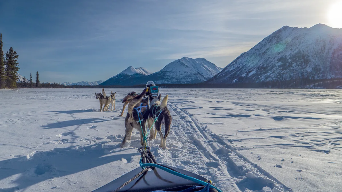 Kanada Yokon Hundeschlitten iStock yannick klein-1089587016 Kanada Yukon