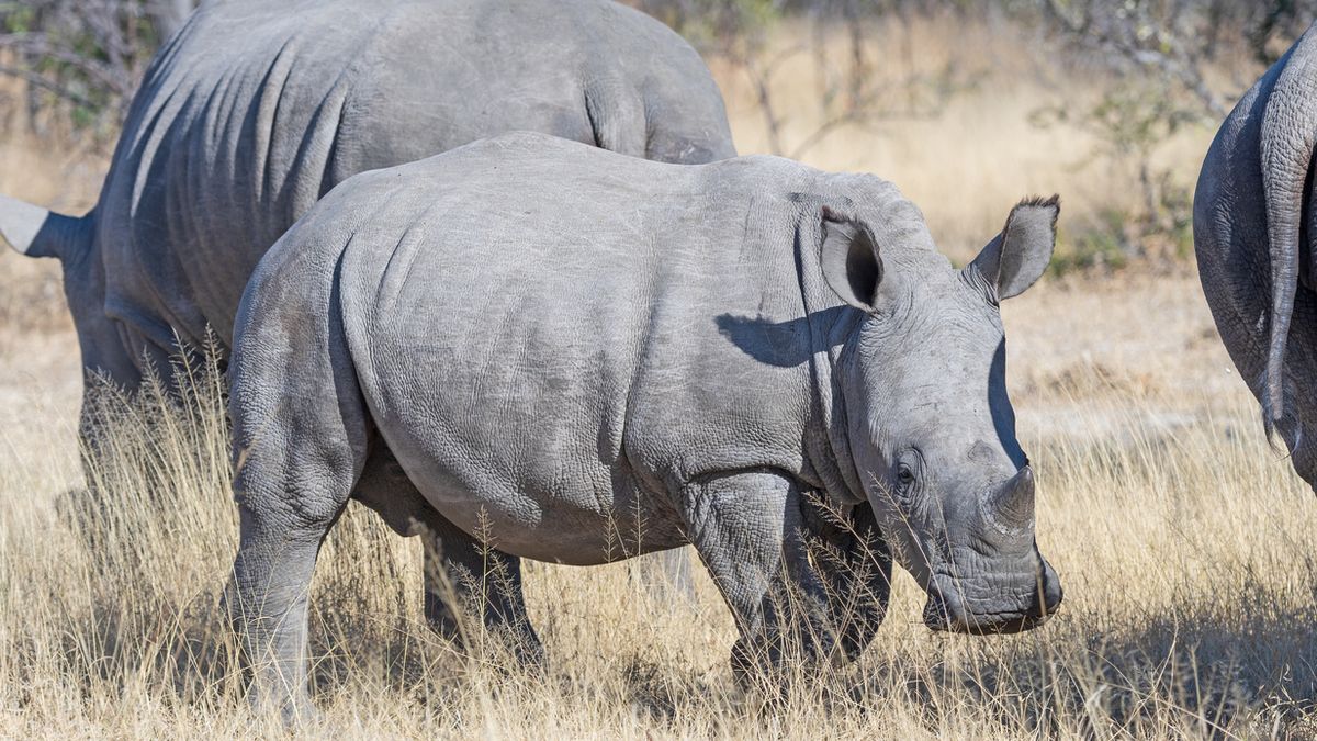 Simbabwe Breitmaulnashorn Nashorn Foto iStock wildnerdpix