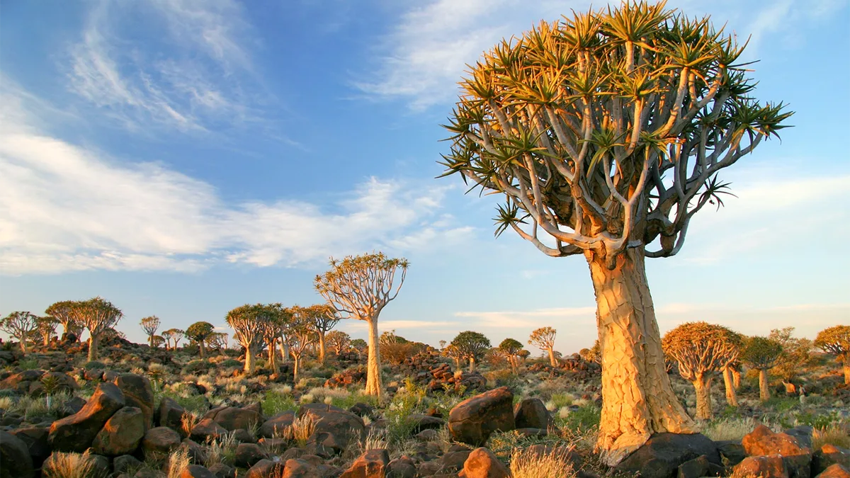 Namibia Köcherbaumwald iStock Yuzu2020-1264399993 Namibia Köcherbaumwald