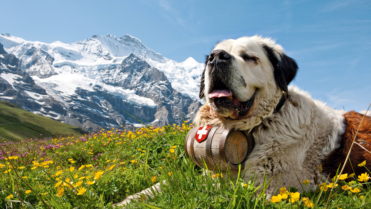 Schweiz Jungfraumassiv Bernhardiner Foto My Switzerland