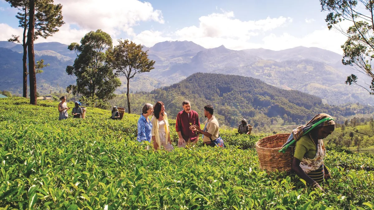 a97a86ba86b7-TUI_SriLanka_SH15_Tea-1- TUI Sri Lanka