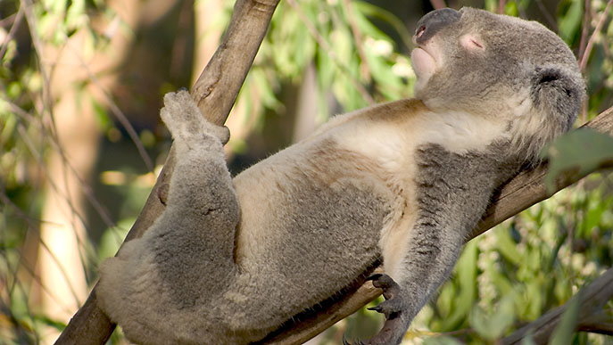 Aussie-Bundesstaat setzt auf Koala-Charme
