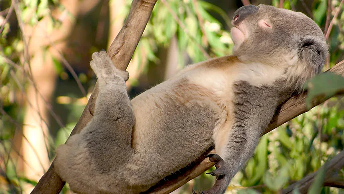 australien koala Foto iStock woodstock Aussie-Bundesstaat setzt auf Koala-Charme