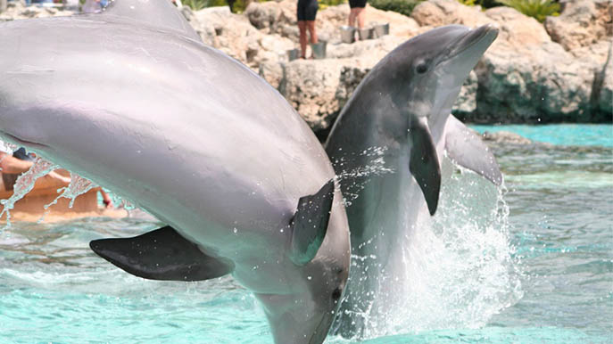 USA_Sea World_dolphins-jumping-picture_Foto iStock wolfordk