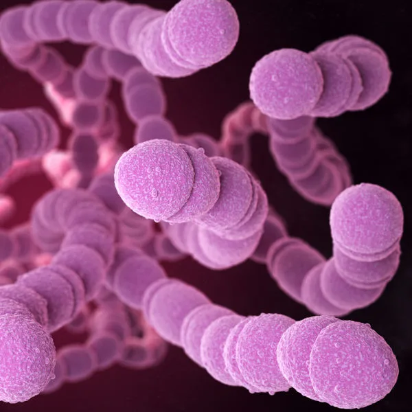 Pneumokokken Streptococcus pneumoniae Bakterien Lungenentzündung Pneumonie