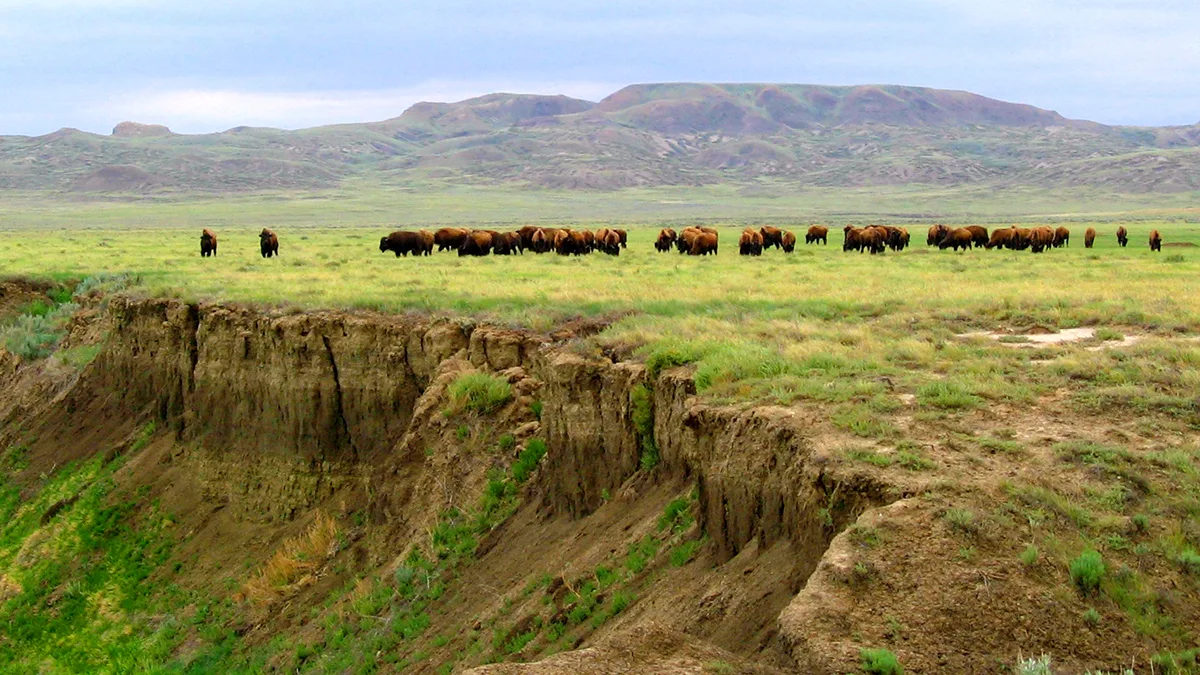 Kanada Saskatchewan Bisonherde Prärie Foto iStock Nafinney Kanada Saskatchewan Bisonherde Prärie Foto iStock Nafinney