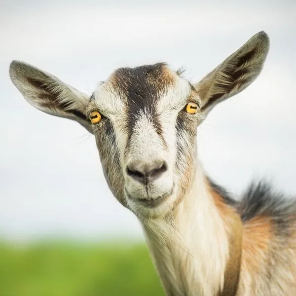 Ziege Foto iStock Lesia Kapinosova