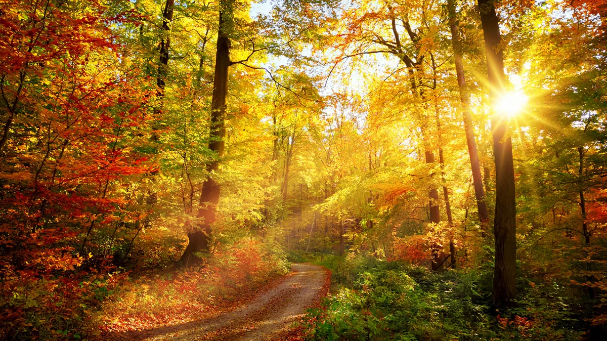 Herbstwald iStock Smileus-1176626024 Herbstwald