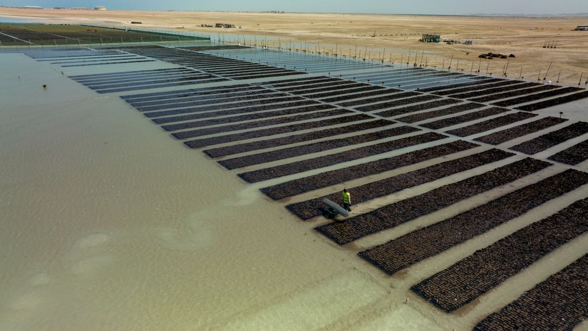 Red sea Global Mangrove Nurseries Foto Red Sea Global
