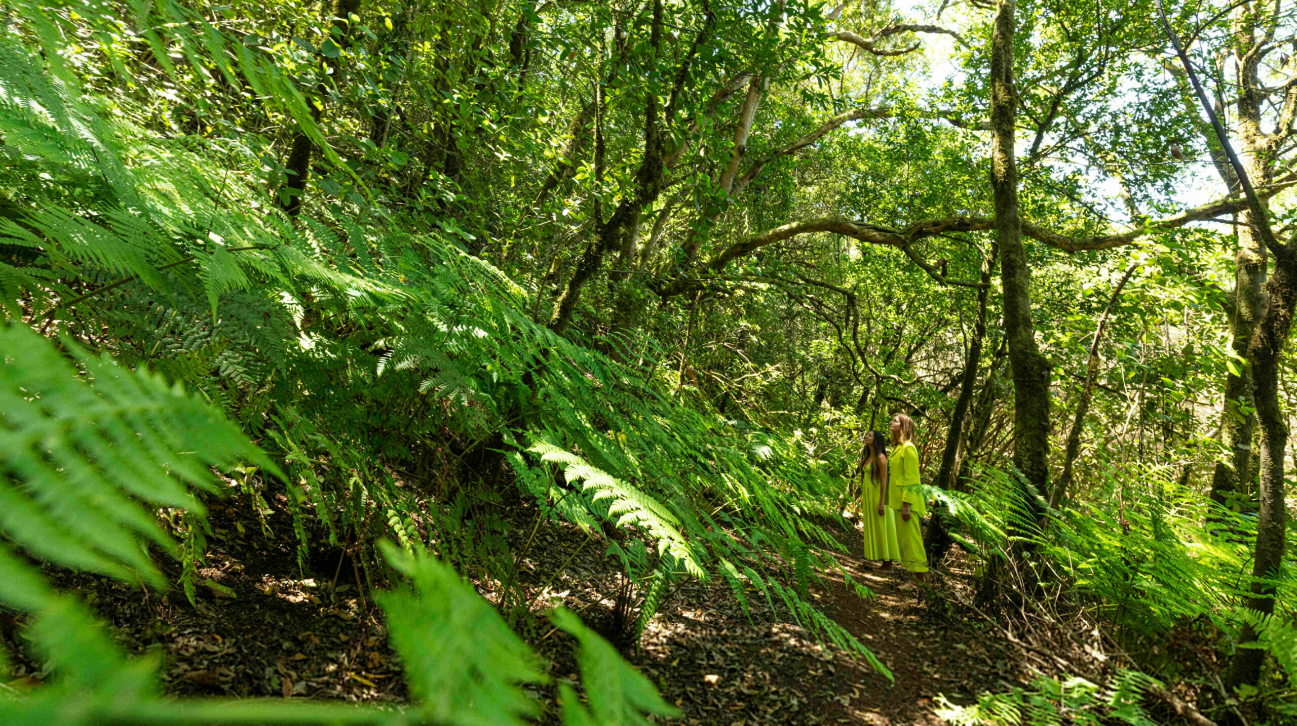 Nature Grün Teneriffa Nachhaltigkeit DE_ANAGA_LAURISILVA