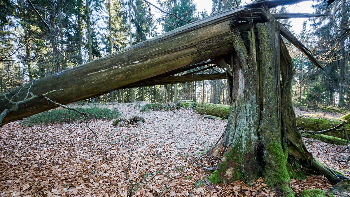 Baum abgeknickt iStock Sabine Hortebusch -636460732 abgeknickter Baum nach Sturm