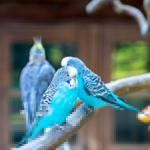 Vogel Wellensittich Voliere iStock Animaflora.jpg