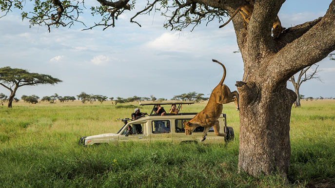 Tanzania_Serengeti Safari Truck Tree Lion Jumping Off_Foto G Adventures