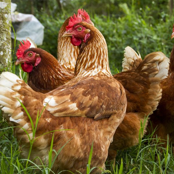Hühner Huhn Foto iStock Whitepointer